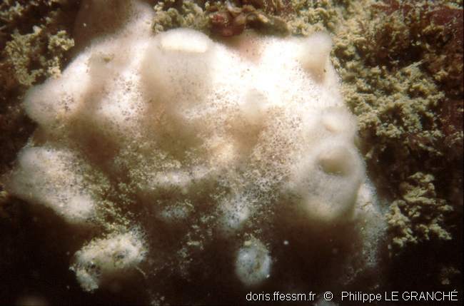 Eponge fistuleuse