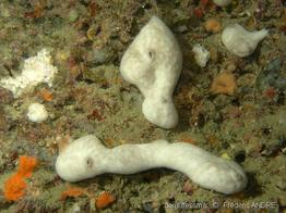 chondrosia_reniformis-fa11