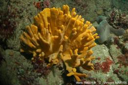 axinella_dissimilis_vm34079