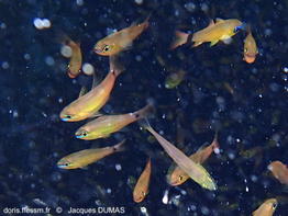 Ostorhinchus_capricornis-jadu102