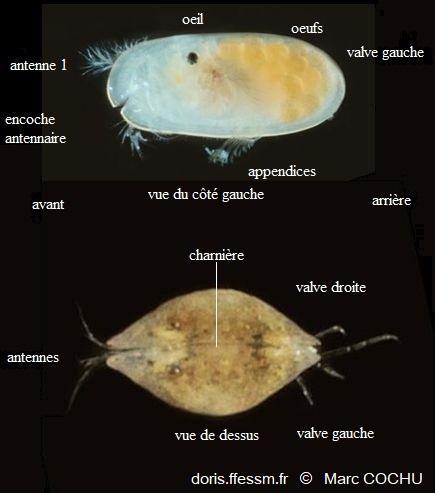 ostracodes_légendes_CMMY_01
