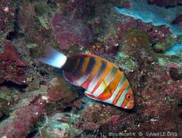 choerodon_fasciatus_slb7