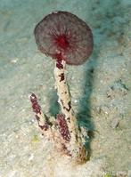 oceanapia_sagittaria-slb2