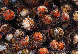 paracentrotus_lividus-pc3754
