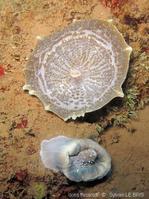 amplexidiscus_fenestrafer-slb4