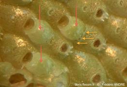 fenestrulina_malusii-fa17b