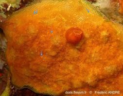 stephanotheca_monoecensis-fa33b