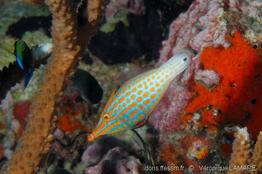 oxymonacanthus_longirostris-vl1