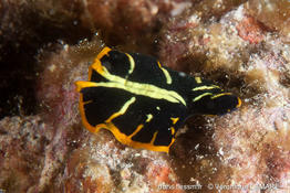 pseudoceros_cf.dimidiatus-vl1