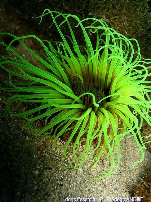 Pachycerianthus_dohrni-fran11