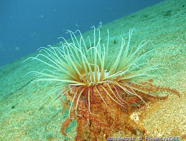 Pachycerianthus_dohrni-fran2