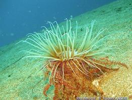 Pachycerianthus_dohrni-fran2