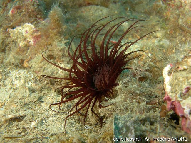 Pachycerianthus_dohrni-fran4c