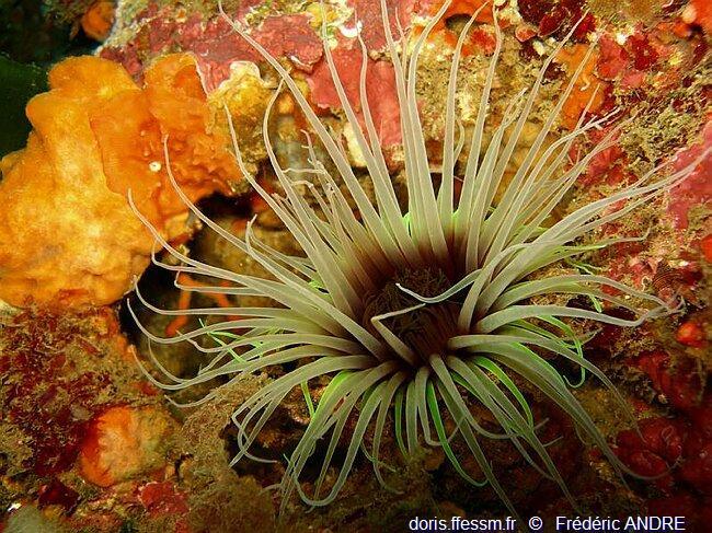 Pachycerianthus_dohrni-fran9