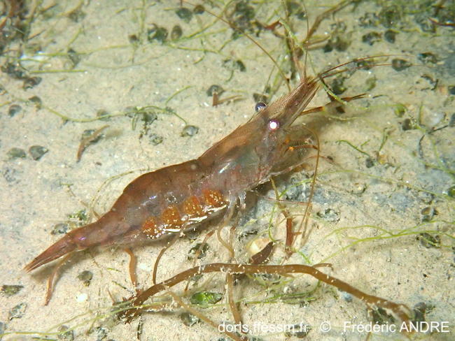 Palaemon_macrodactylus-fran222