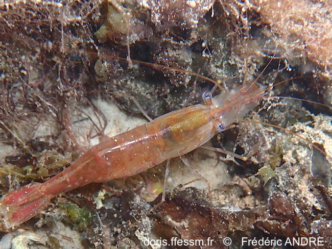 Palaemon_macrodactylus-fran284