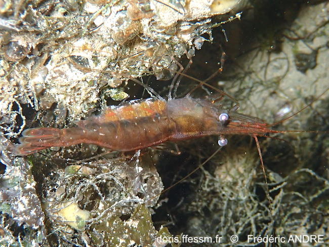 Palaemon_macrodactylus-fran333