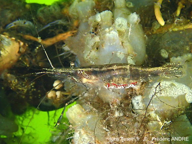 Palaemon_macrodactylus-fran750