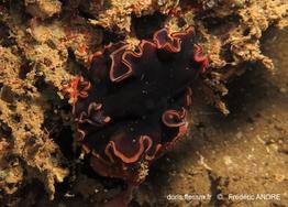 pseudobiceros_gloriosus-fa2184