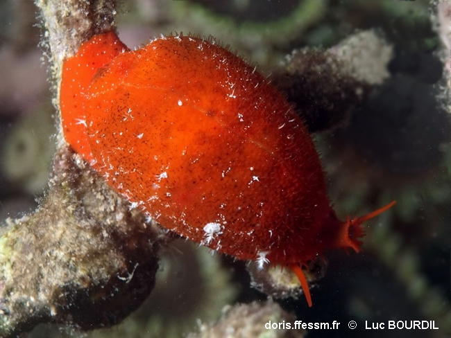 Palmadusta_humphreyii-lubo001
