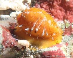 palmadusta_ziczac-etvi-img_08