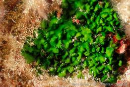 palmophyllum_crassum-1