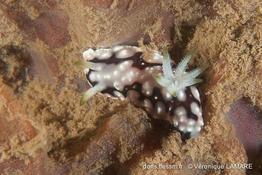 chromodoris_geometrica-vl3