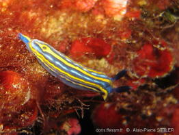 hypselodoris_tricolor-aps7