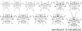 Panulirus-ornatus_my_01