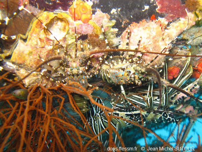 Panulirus_ornatus_jms_01
