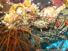 Panulirus_ornatus_jms_01