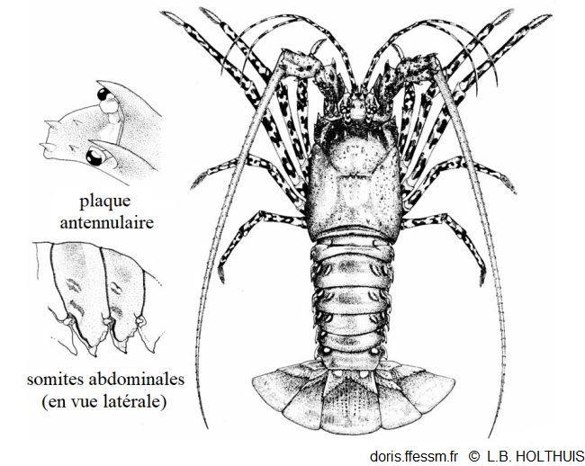 Panulirus_ornatus_lbh_01