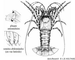 Panulirus_ornatus_lbh_01