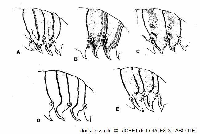 Panulirus_ornatus_rdfl_01