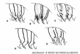 Panulirus_ornatus_rdfl_01