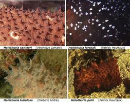 holothuria_spp-doris