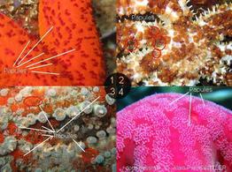 papule_glossaire-aps01