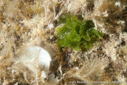 anadyomene_stellata-vl1
