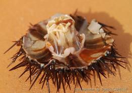 paracentrotus_lividus-pc3752