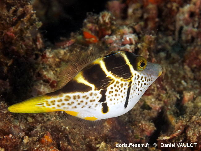 Paraluteres_prionurus-dava100