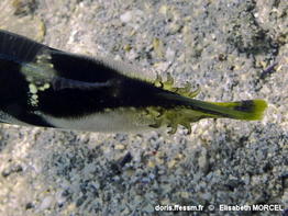 Paraluteres_prionurus-elmo090