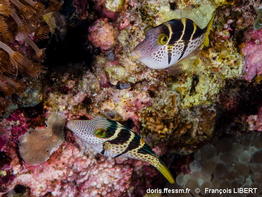 Paraluteres_prionurus-frli030