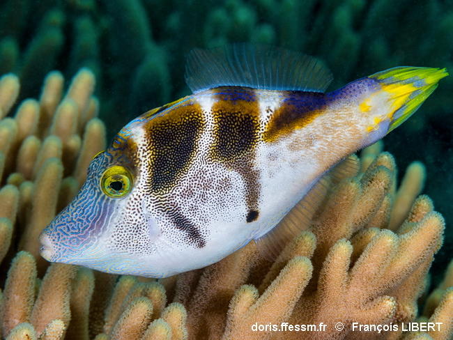 Paraluteres_prionurus-frli070