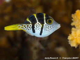 Paraluteres_prionurus-frli120