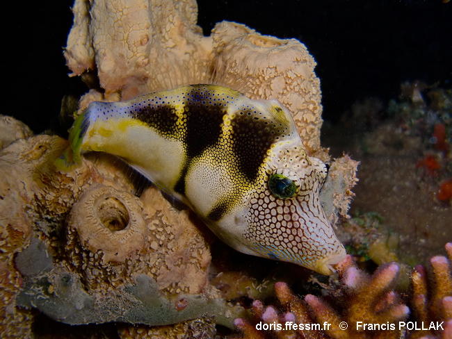 Paraluteres_prionurus-frpo130
