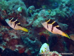 Paraluteres_prionurus-kama170