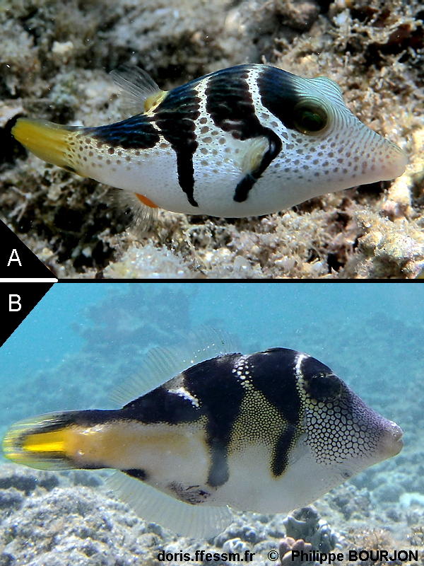 Paraluteres_prionurus-phbo020