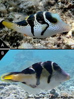 Paraluteres_prionurus-phbo020