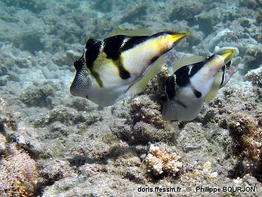 Paraluteres_prionurus-phbo140
