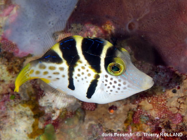 Paraluteres_prionurus-thro080
